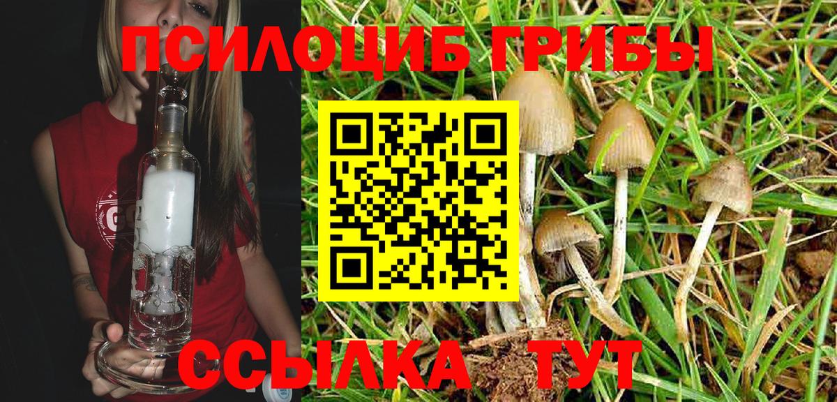 Галлюциногенные грибы Psilocybe  Елизово 